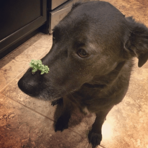 Screen Shot 2015-06-15 at 10.07.54 PM