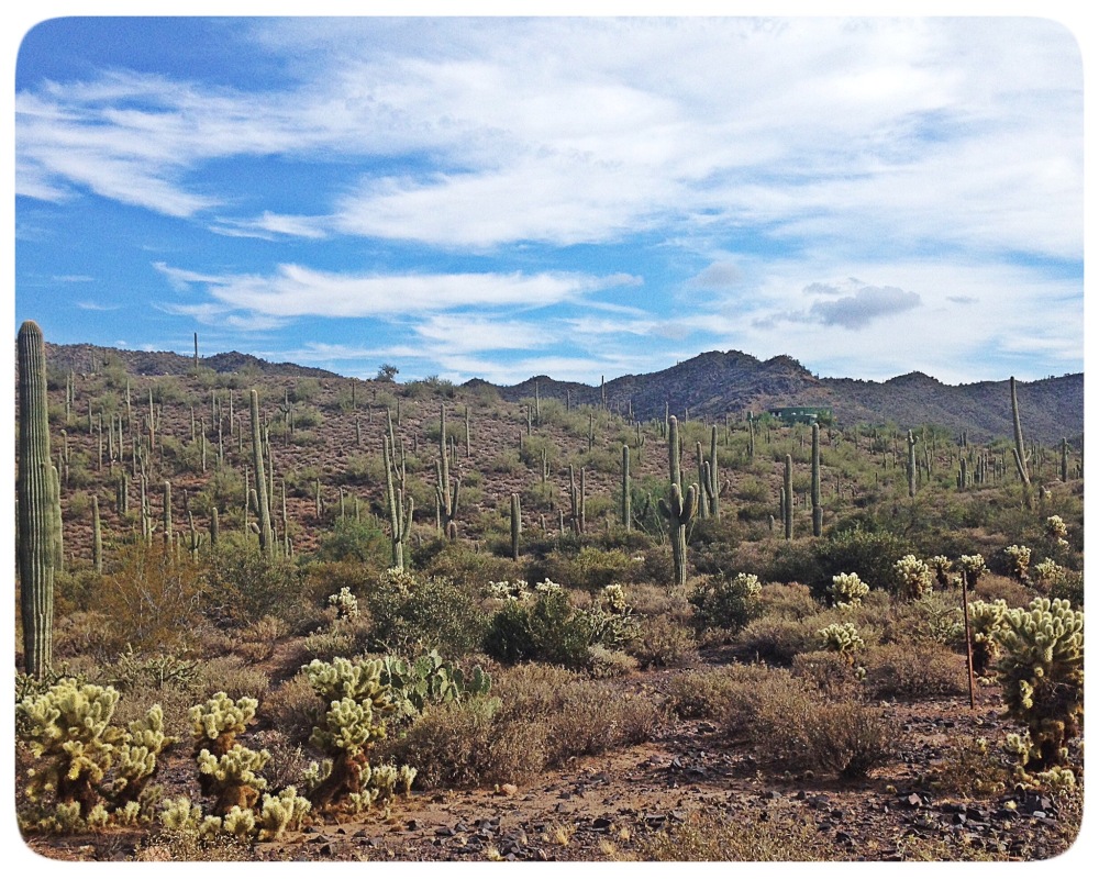 Saguaro Forest in Cave Creek.
