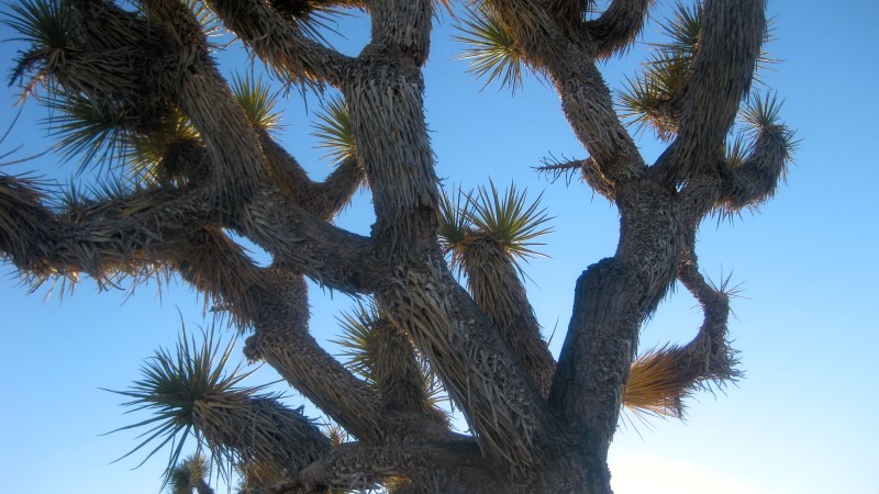 5 Things to do in Joshua Tree National&nbsp;Park