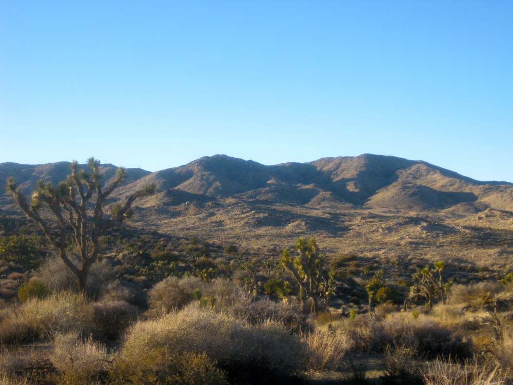 Trail Run Joshua Tree 2013