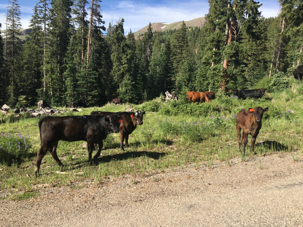 2016-07-08_234030192_A11A8_iOS